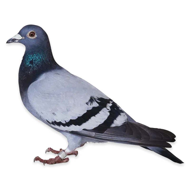 piccione