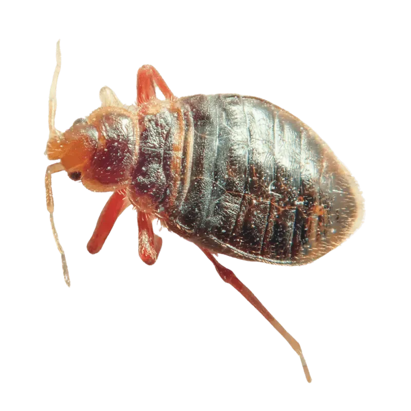 cimice dei letti