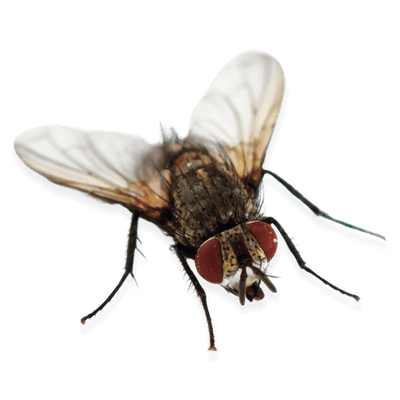 insetto mosca