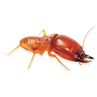 termite