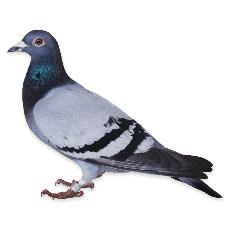 piccione
