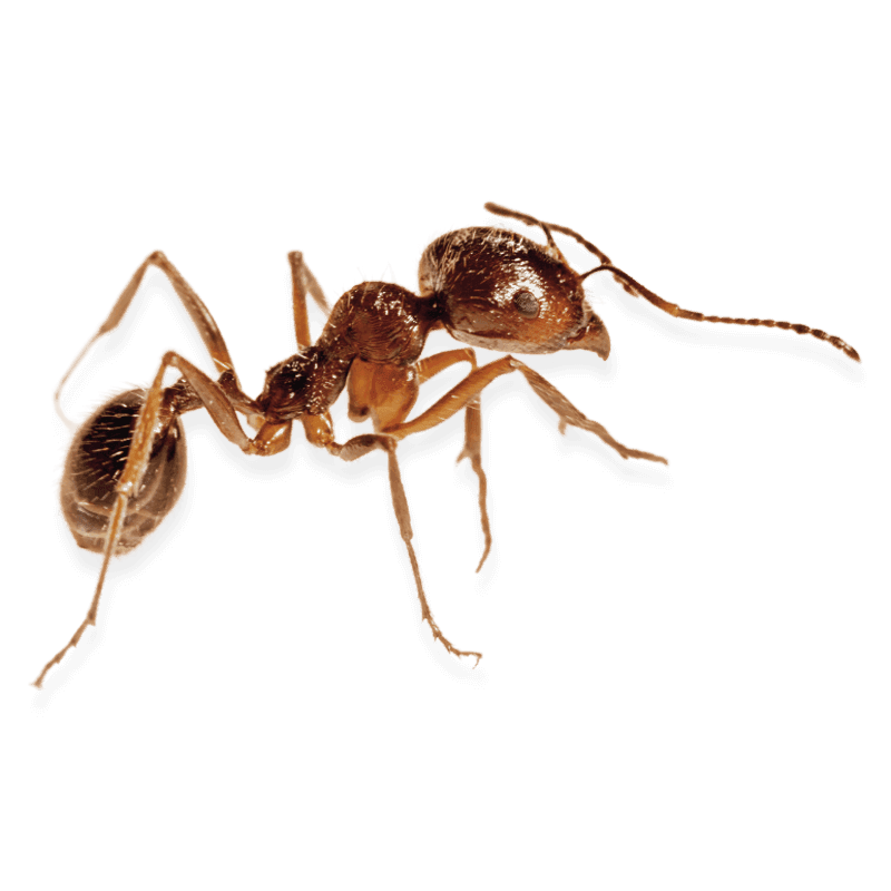 formica