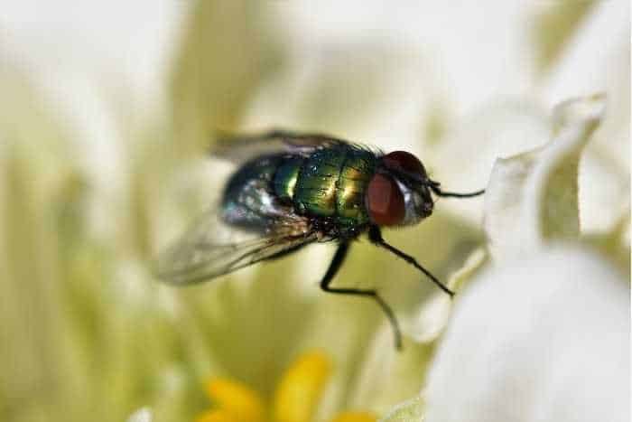 Foto di mosca