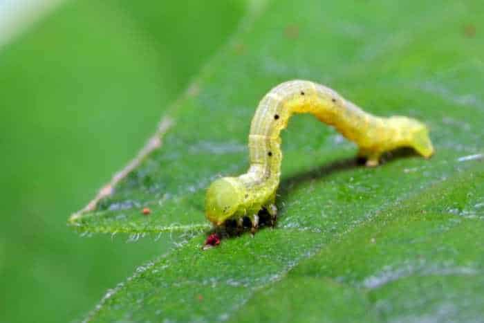 Larva di lepidottero