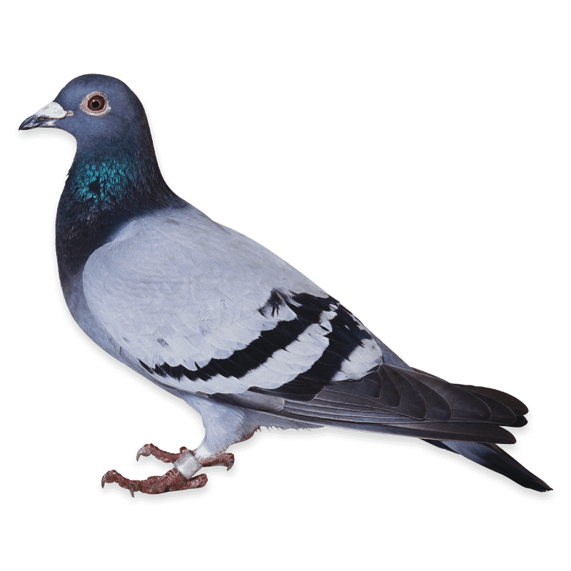 piccione