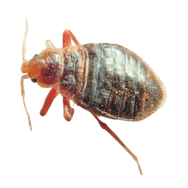 cimice dei letti