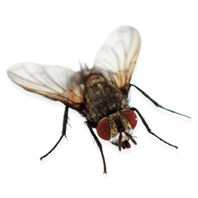 insetto mosca