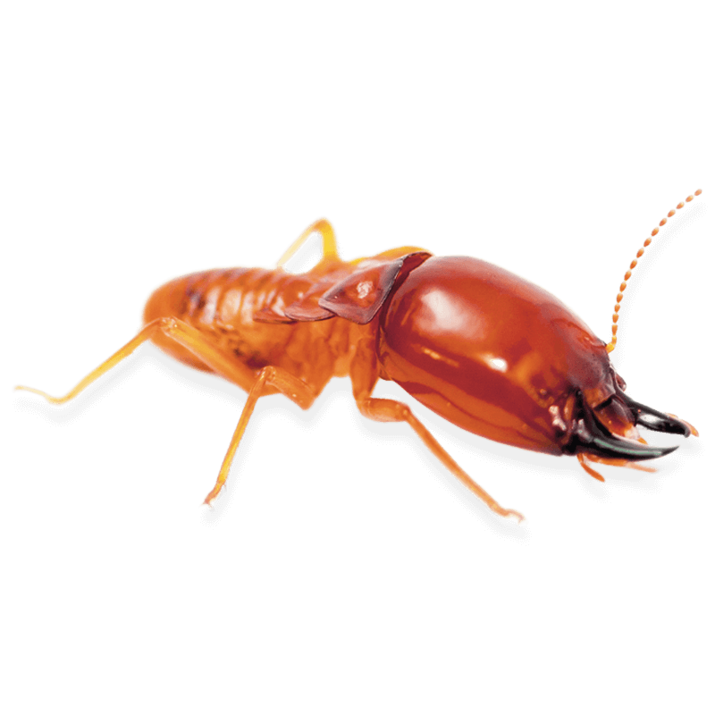 termite